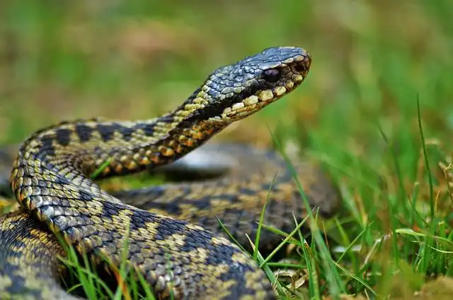 adders image