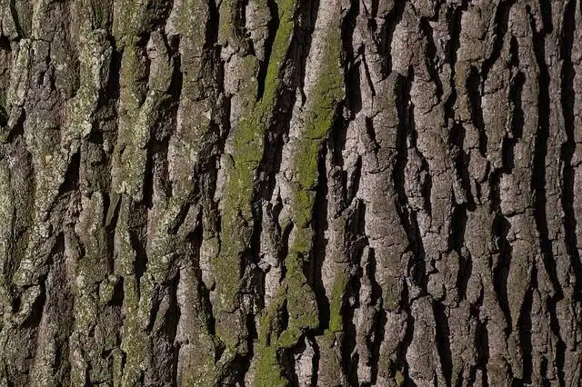 bark image