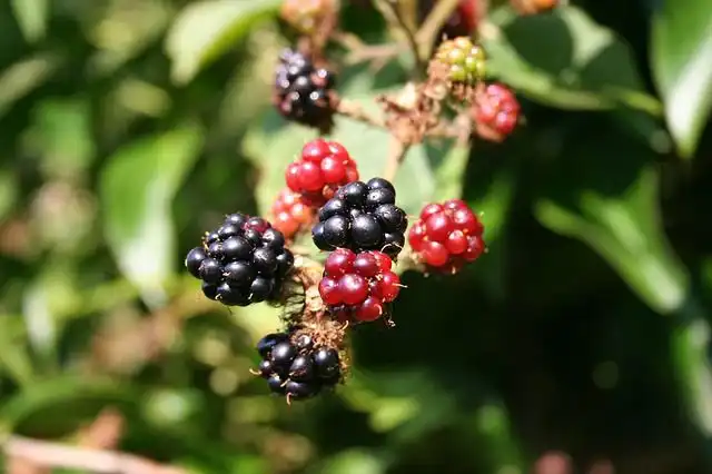 brambles image