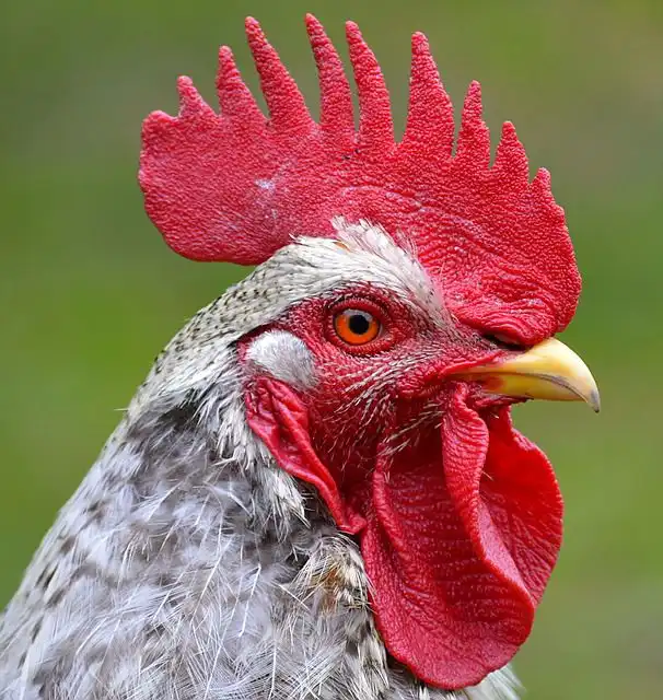 cock-crowing image