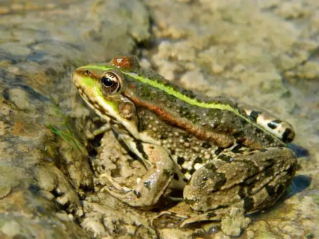 croak image