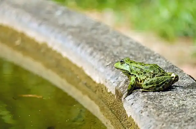 frog image