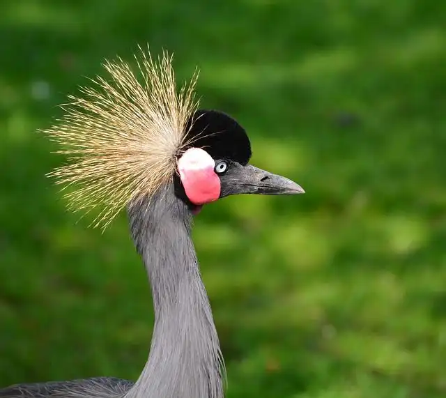 headdress image