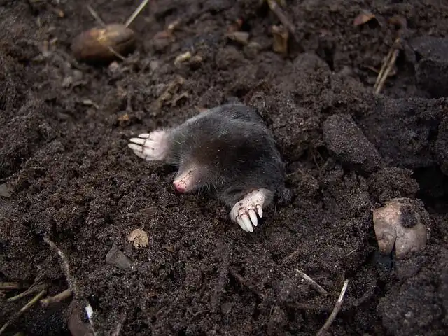 mole image