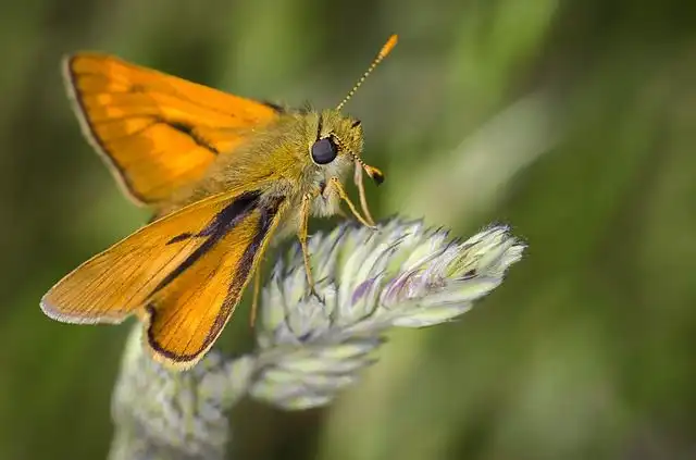 moth image