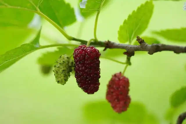 mulberry-tree image