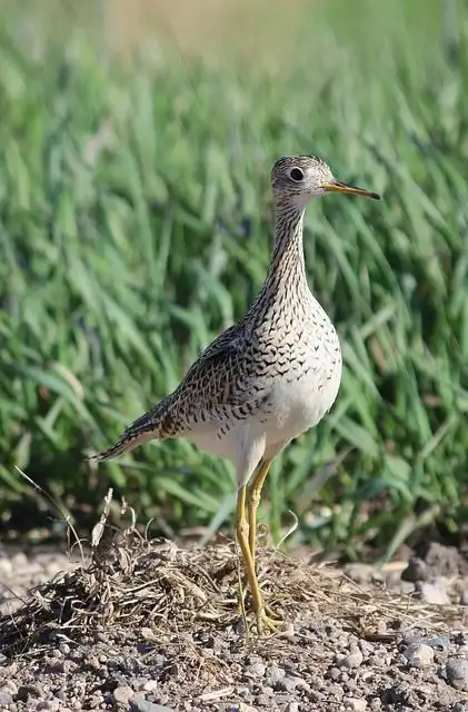 plover image