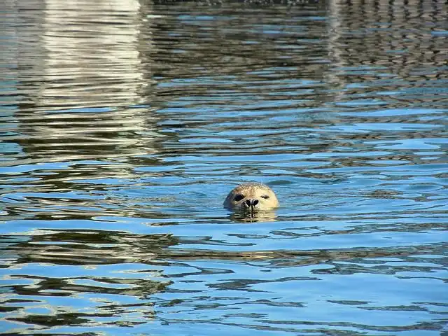 seal image