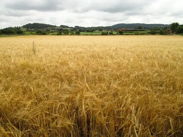 corn-and-millet image